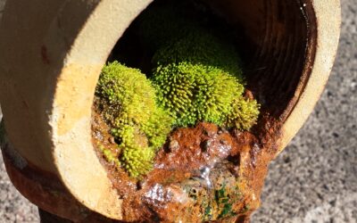 Why Annual Dam Drain Flushing Matters