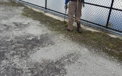Why Keeping a Dam Crest Clear of Vegetation Matters