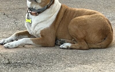 RWR Good Samaritans: Helping Josie Find Her Way Home